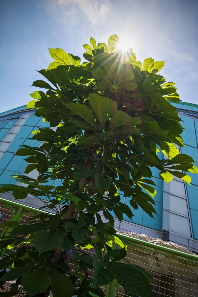 anne frank tree, indianapolis children's museum, sapling, commission